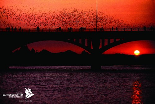 Bats_on_ congress_bridge_austin_texas