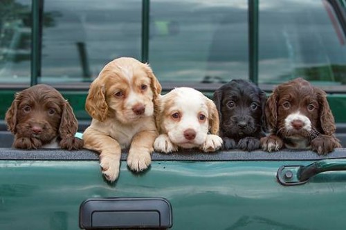 team cocker_spaniel_rescue_of_austin