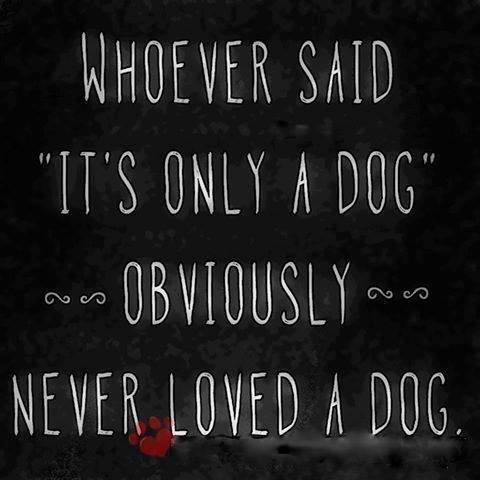 Greyhound_pets_of_america_central_texas